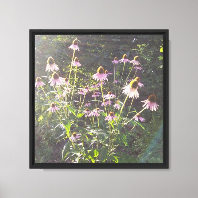Lienzo Flores de Echinacea al Sol (Anverso)