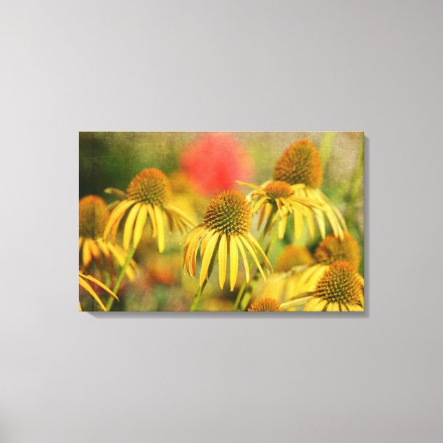 Lienzo Flores De Echinacea Rústica (Anverso)