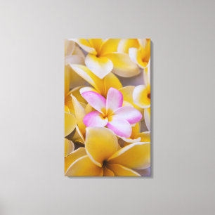 Lienzo Flores de EUA, Hawaii, Oahu, Plumeria en flor 1