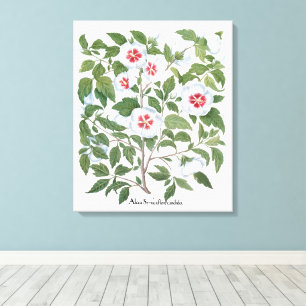 Lienzo Flores de Hibisco Antiguas por Basilius Besler
