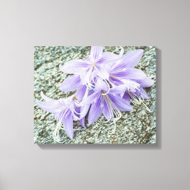 Lienzo flores de hosta lavanda en plena floración  (Anverso)