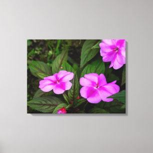 Lienzo Flores de Impatiens Lavanda en Costa Rica