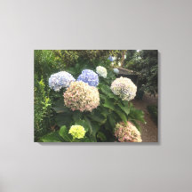 Flores de jardín