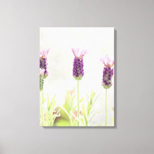 Lienzo Flores de lavanda