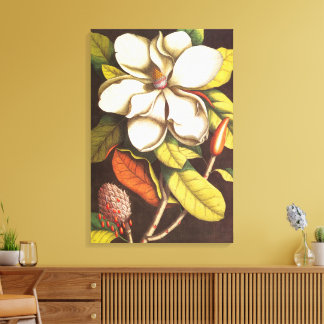 Lienzo Flores de Magnolia Vintage con Semillas