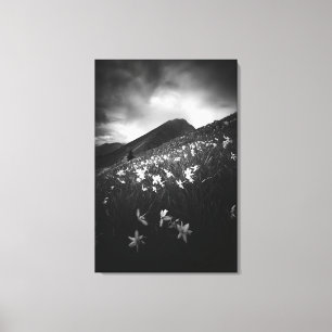 Lienzo Flores de narciso blanco en la oscuridad
