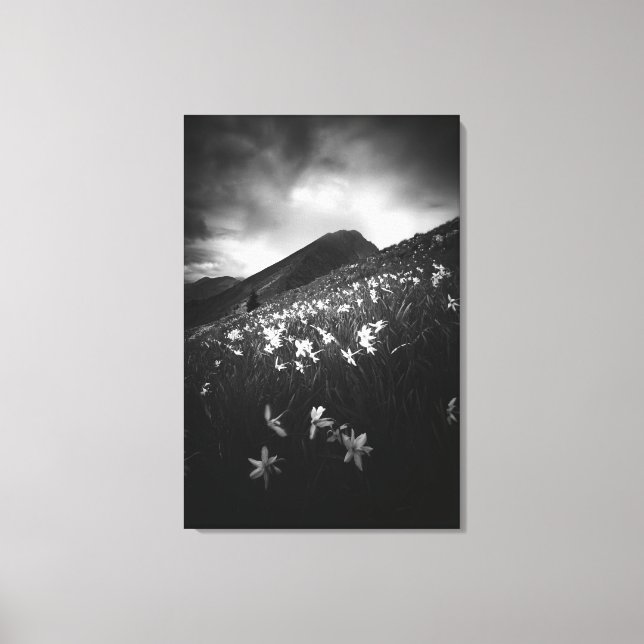 Lienzo Flores de narciso blanco en la oscuridad (Anverso)