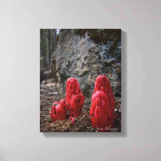 Lienzo Flores de nieve (Anverso)