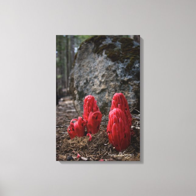 Lienzo Flores de nieve (Anverso)