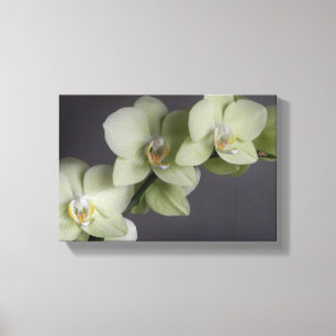Lienzo Flores de orquídeas Elegante Mod de Moda
