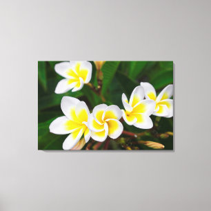 Lienzo Flores de plumeria en primer plano, Hawái
