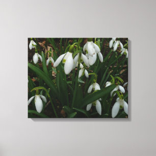 Lienzo Flores de Primavera Blanca (Galanthus)