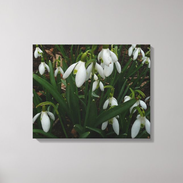 Lienzo Flores de Primavera Blanca (Galanthus) (Anverso)