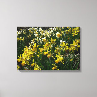 Lienzo Flores de primavera de los Daffodils amarillos y b
