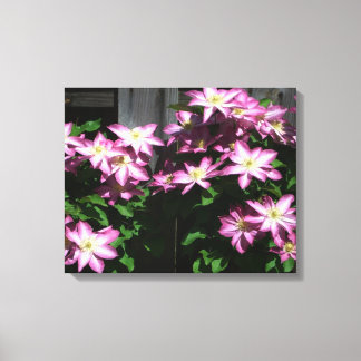 Lienzo Flores de primavera púrpura Clematis en escalada