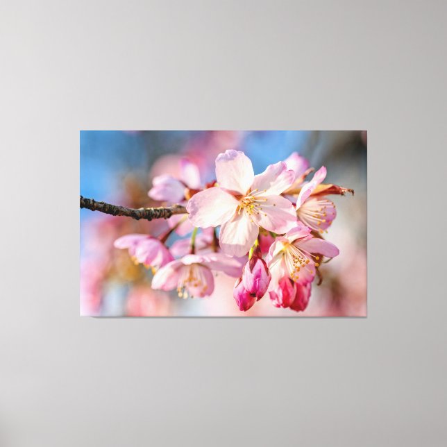 Lienzo Flores de Sakura deslumbrantes. Fondo Beige Y Azul (Anverso)