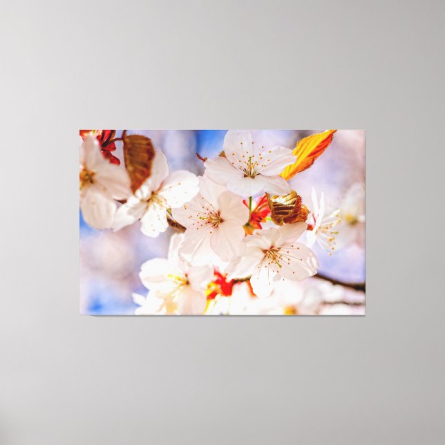 Lienzo Flores de Sakura Hermosas y Elegantes en Primavera (Anverso)