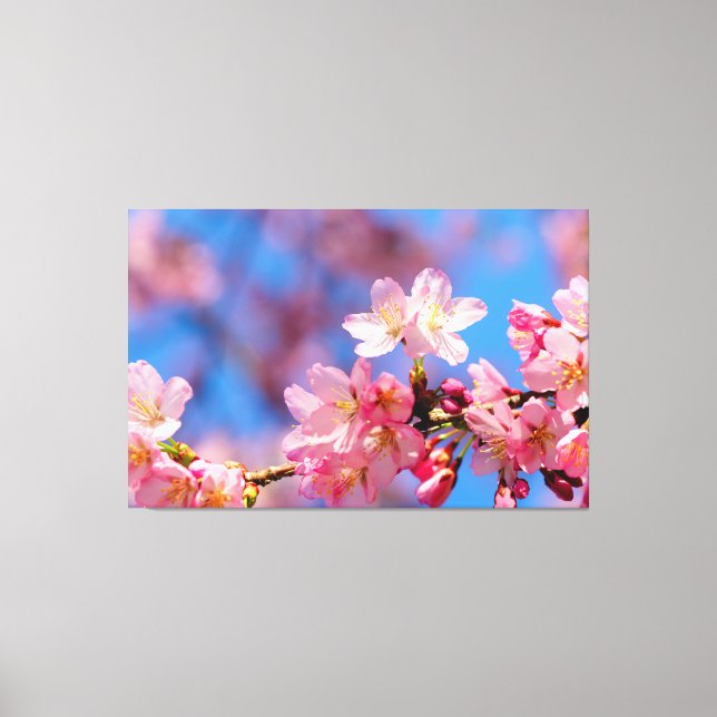 Lienzo Flores de Sakura rosadas en un árbol en primavera (Anverso)