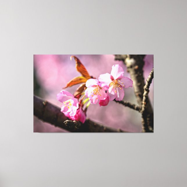 Lienzo Flores de Sakura rosadas en un árbol en primavera (Anverso)