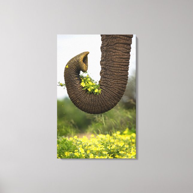 Lienzo Flores de un gigante (Anverso)