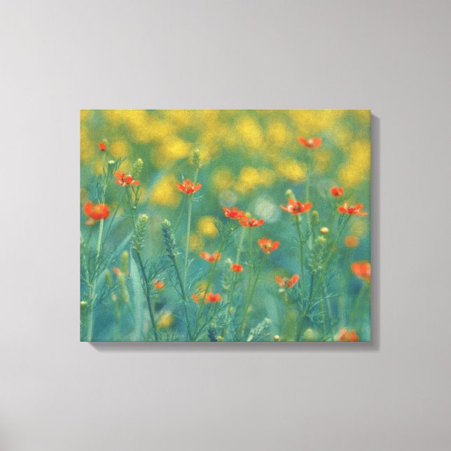 Lienzo Flores de verano (Campo floral) (Flores rojas) (Anverso)