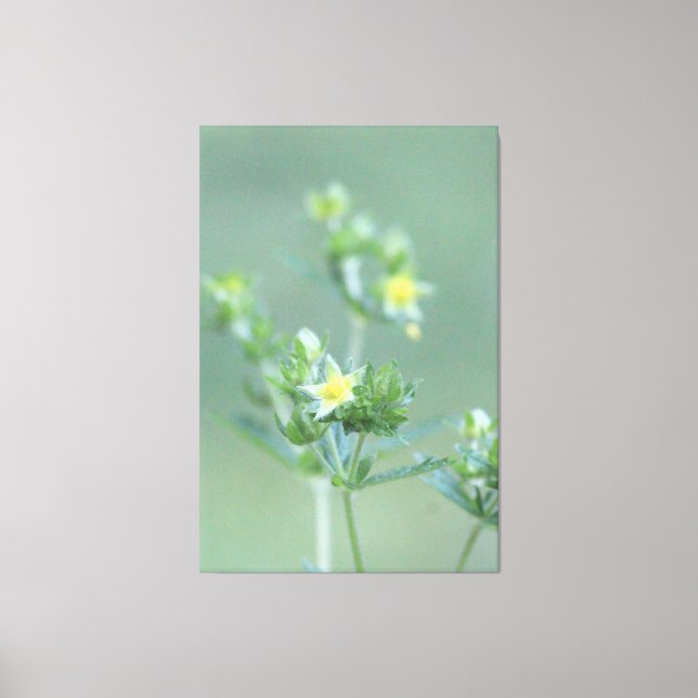 Lienzo Flores De Viento Verdes Y Amarillas (Anverso)