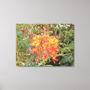 LIENZO FLORES DESIERTOS DE CALIFORNIA 2