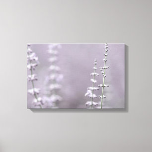Lienzo Flores elegantes de lavanda
