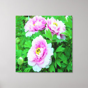 Lienzo Flores Elegantes de Peonía de Árbol Rosa con Centr
