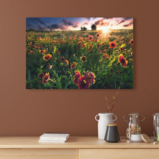 Lienzo Flores | Indio Blanket Wildflower Texas (Subido por el creador)