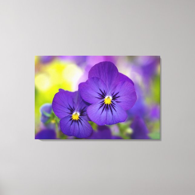 Lienzo Flores | Pansies morados (Anverso)