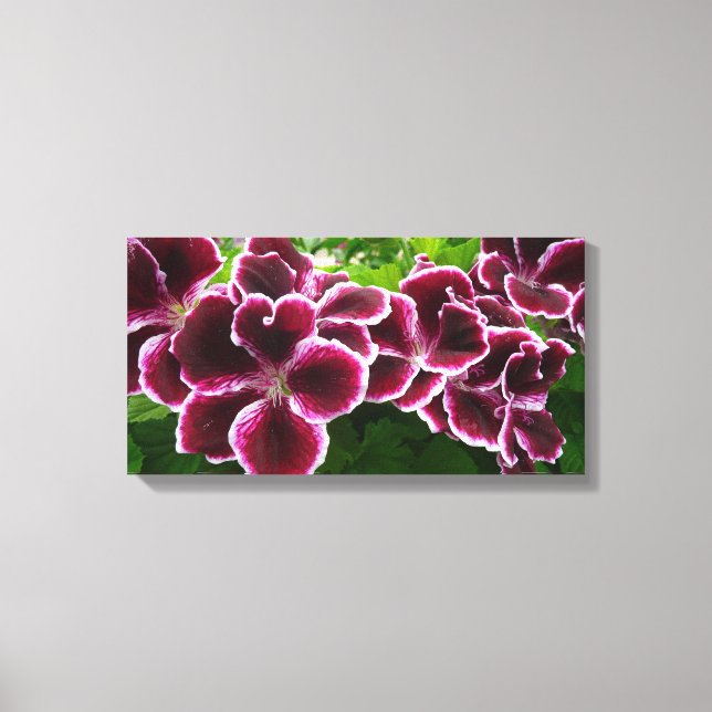 Lienzo Flores Regal Geranium Elegante Maroon Floral Lugga (Anverso)