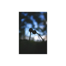 Flores Románticas – Fantasía Botánica Boho