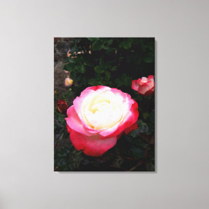 Lienzo Flores rosas, rosas rojas blancas rosadas