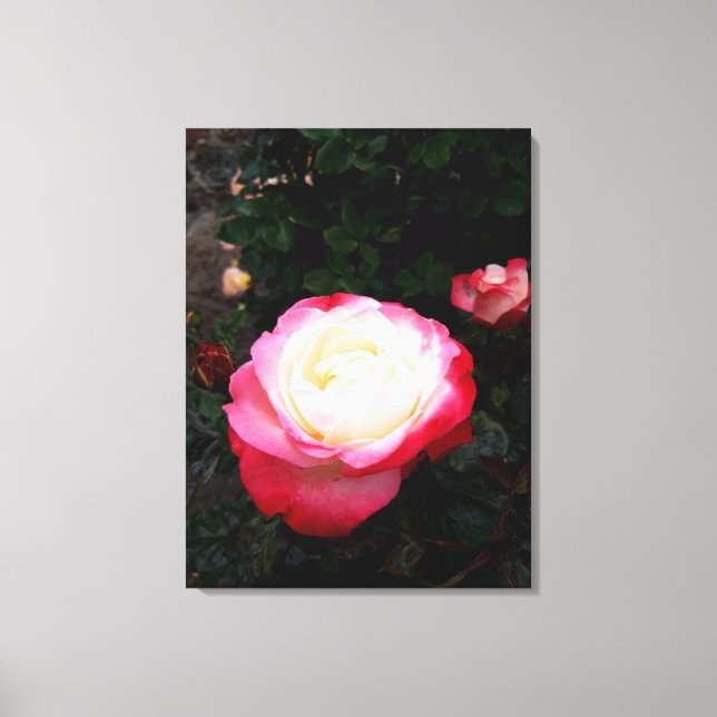 Lienzo Flores rosas, rosas rojas blancas rosadas (Anverso)