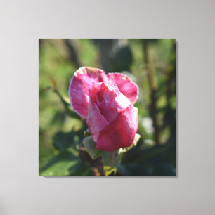 Lienzo Flores rosas, rosas rojas blancas rosadas