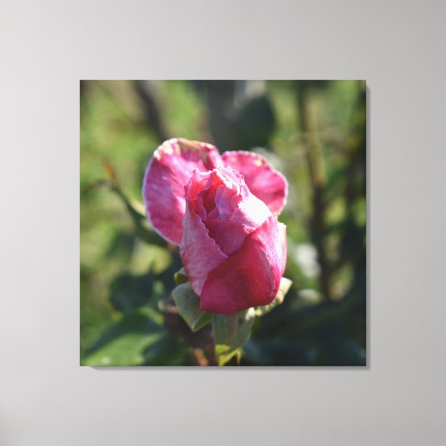 Lienzo Flores rosas, rosas rojas blancas rosadas (Anverso)