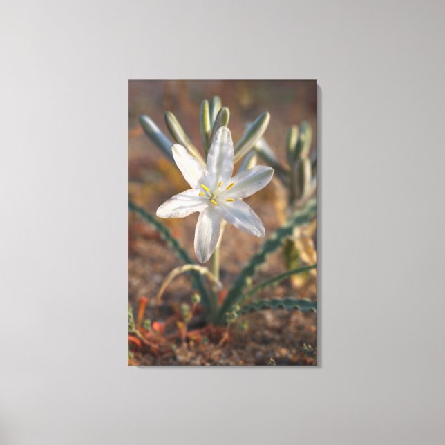 Lienzo Flores silvestres de lirio del desierto (Anverso)