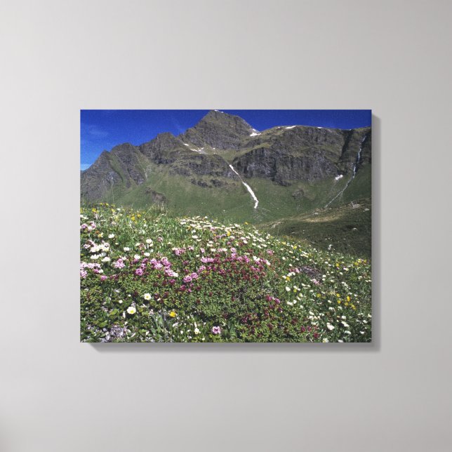Lienzo Flores silvestres, floreciendo, Alpes, Suiza (Anverso)
