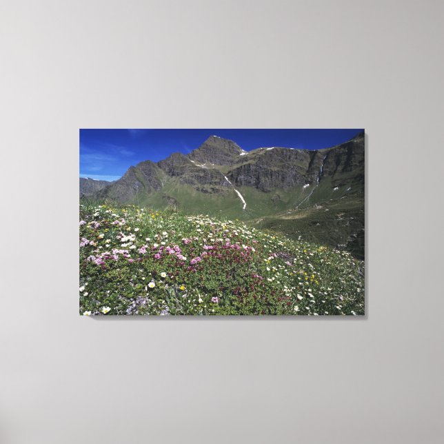 Lienzo Flores silvestres, floreciendo, Alpes, Suiza (Anverso)