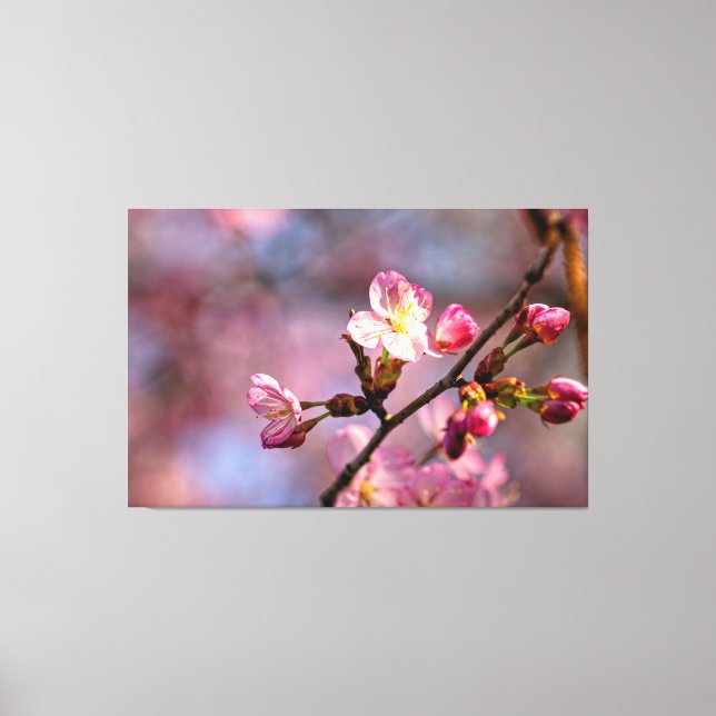 Lienzo Flores y brotes de Sakura iluminados por el sol en (Anverso)