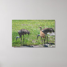 Florida Sandhill Cranes Nature Photography