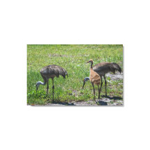 Florida Sandhill Cranes Nature Photography
