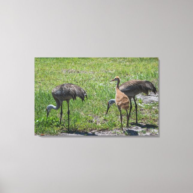 Lienzo Florida Sandhill Cranes Nature Photography (Anverso)