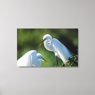Lienzo Florida, Venecia, Santuario Audubon, Garza Común