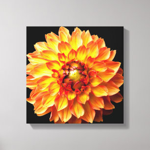 Lienzo florido de Dahlia.