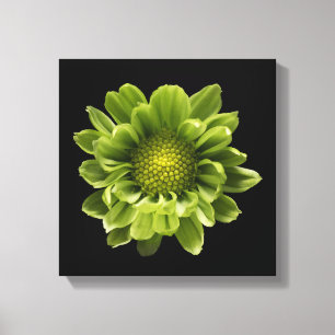 Lienzo Flowers   Green Chrysanthemum