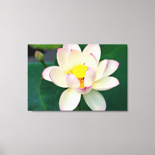 Lienzo Flowers Lotus Water Flower