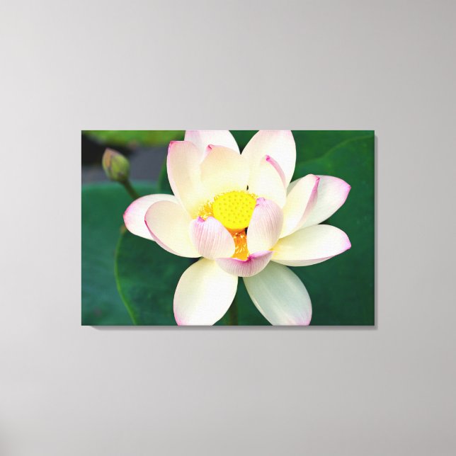 Lienzo Flowers | Lotus Water Flower (Anverso)