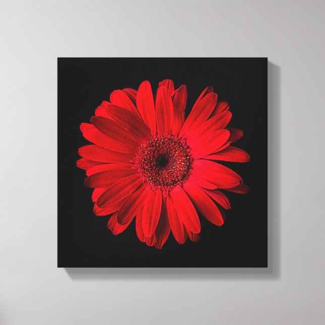 Lienzo Flowers | Red Gerbera Daisy (Anverso)